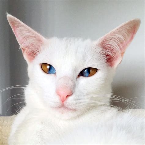 white cats with two different colored eyes